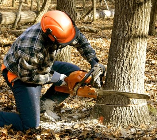 Tree Removal in Coram, MT